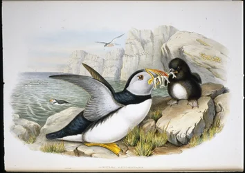 Papageitaucher (Fratercula Arctica)