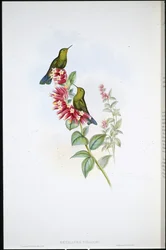 Purpurschwanz (Metallura Williami)