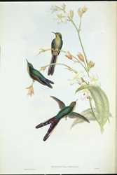 Violettschwanzkolibri (Sparganura glyceria)