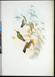 Rostroter Flammenbär