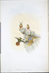 Salvins Coquette-Kolibri