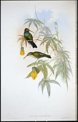 Schreibers Kolibri