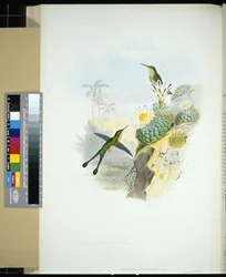 Schwanzschwalbe (handkolorierte Lithografie)