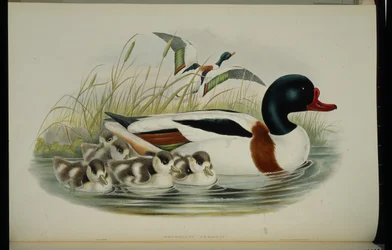 Brandgans (Tadorna Vulpanser)