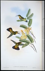 Dunkler Säbel-Flügel (Campylopterus Obscurus)