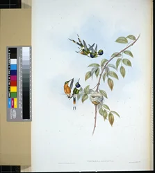 Funkelschwanz (handkolorierte Lithografie)