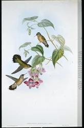 Gefleckter Adelomyia (Adelomyia Maculata)