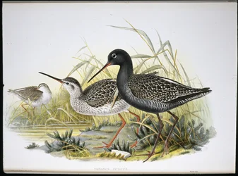 Dunkler Wasserläufer