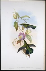 St. Thomas Mango (Lampornis Virginalis)