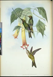 Schwertschnabel (Docimastes Ensiferus)