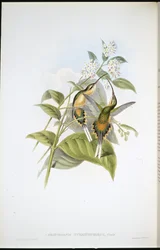 Schwanztragender Einsiedler (Phaethornis Syrmatophorus)