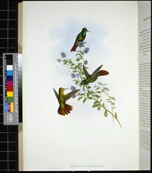 Tyrianschwanz (Metallura Tyrianthina)