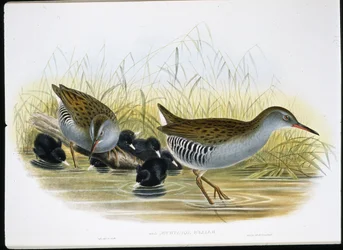 Wasserralle (Rallus Aquaticus)