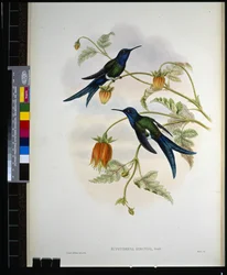 Westlicher Schwalbenschwanz (Eupetomena Hirundo)