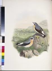 Steinschmätzer (Oenanthe oenanthe)