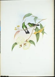 Weißbauch-Smaragd (Thaumatias Albiventris)