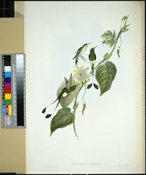 Weißstiefel-Rackenschwanz