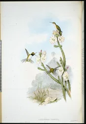 Yarrells Schlägerschwanz (Calothorax Yarrelli)