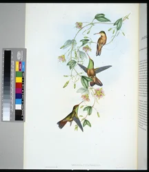 Yucatan-Amazilie (Amazilia yucatanensis)