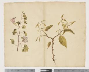 Ipomea Pes; Celtis paniculata