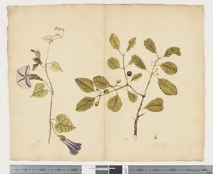 F.24 Ipomoea congesta; Elaeodendron curtipendulum, ca. 1790-95