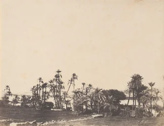 Studie von Palmen, Ufer des Nils, Kalabschi