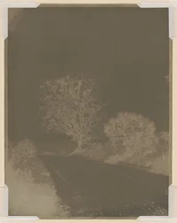 Baum am Straßenrand