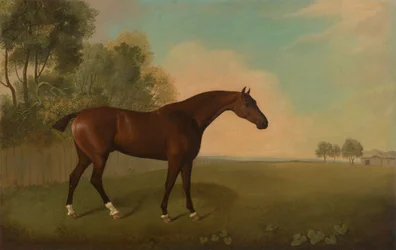Ein braunes Pferd auf einem Feld