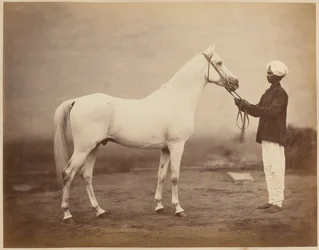 Das Pferd „Vonolel“ von Generalleutnant Sir Frederick Sleigh Roberts, um 1885