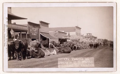Ochsenkarren in Sturgis, D.T., veröffentlicht 1887 - 1892 (Foto)