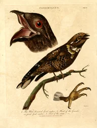 Ziegenmelker (Caprimulgus)