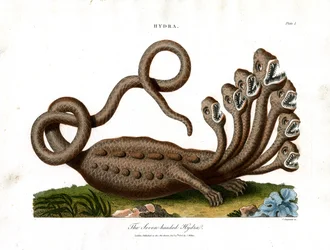 Die siebenköpfige Hydra