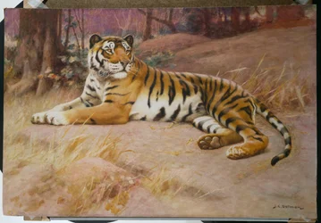 Der Tiger