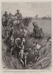 Eine Schakaljagd in Indien, ein seltsamer Sportsmann
