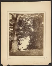 Washington Oak, Presqu