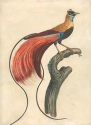 Rotgefiederter Paradiesvogel (Paradisea Apoda Raggiana), Südost-Neuguinea