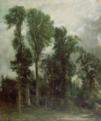 Bäume in Hampstead