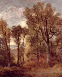 Waldansicht in Suffolk