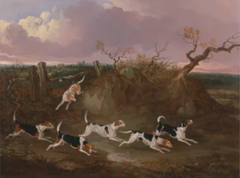 Beagles in vollem Lauf
