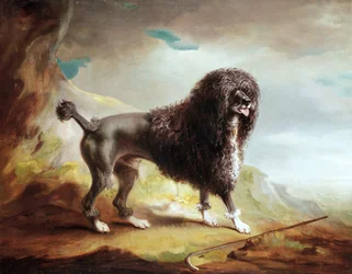Ein geschorener Wasserspaniel