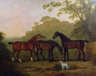 Jäger auf der Wiese