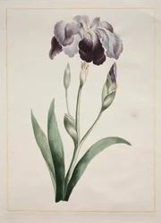 Japanische Iris Große Blaue Iris, 1801