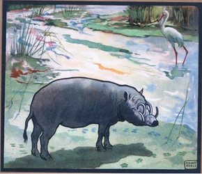 Buschschwein (Rotflussschwein)