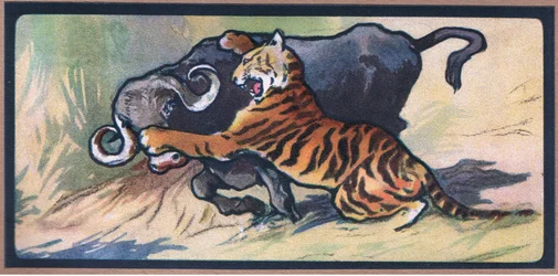 Tiger und Büffel