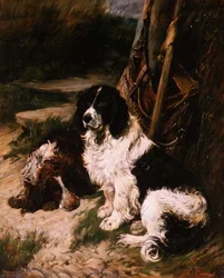 Brauner und weißer und schwarzer und weißer Spaniel