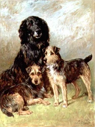 Haustiere der Familie