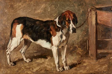 Studie eines Hundes