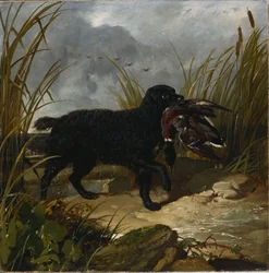 Ein irischer Wasserspaniel apportiert eine Stockente, 1849