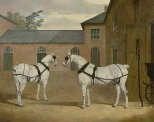 Mr. Sowerbys graue Kutschpferde in seinem Kutschenhof in Putteridge Bury, Hertfordshire, 1836