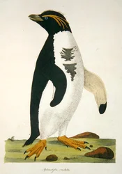 Aptenodytes-Crestata, Illustration aus 